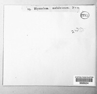 Lophodermium melaleucum image